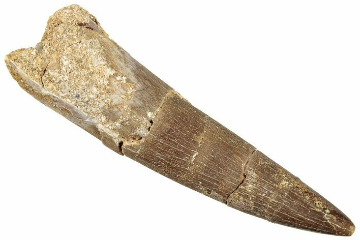 Fossil Plesiosaur (Zarafasaura) Tooth - Morocco #296349